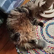 Canelle participe au concours pour gagner de l'argent avec cette photo : cat, fluffy, fur, pet, animal, lying_down, indoor, carpet, colorful, braided_rug, wooden_toy, relaxed, paws, tail, cozy, home, floor, feline, cute, resting