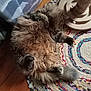 cat, fluffy, fur, pet, animal, lying_down, indoor, carpet, colorful, braided_rug, wooden_toy, relaxed, paws, tail, cozy, home, floor, feline, cute, resting