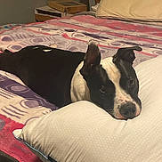 Milo joined the competition — help win amazing prizes! dog, bed, pillow, black_and_white, resting, indoor, blanket, pet, animal, cozy, fur, ears, face, lying_down, domestic_animal, comfort, relaxed, sleepy, home, muzzle