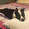 dog, bed, pillow, black_and_white, resting, indoor, blanket, pet, animal, cozy, fur, ears, face, lying_down, domestic_animal, comfort, relaxed, sleepy, home, muzzle