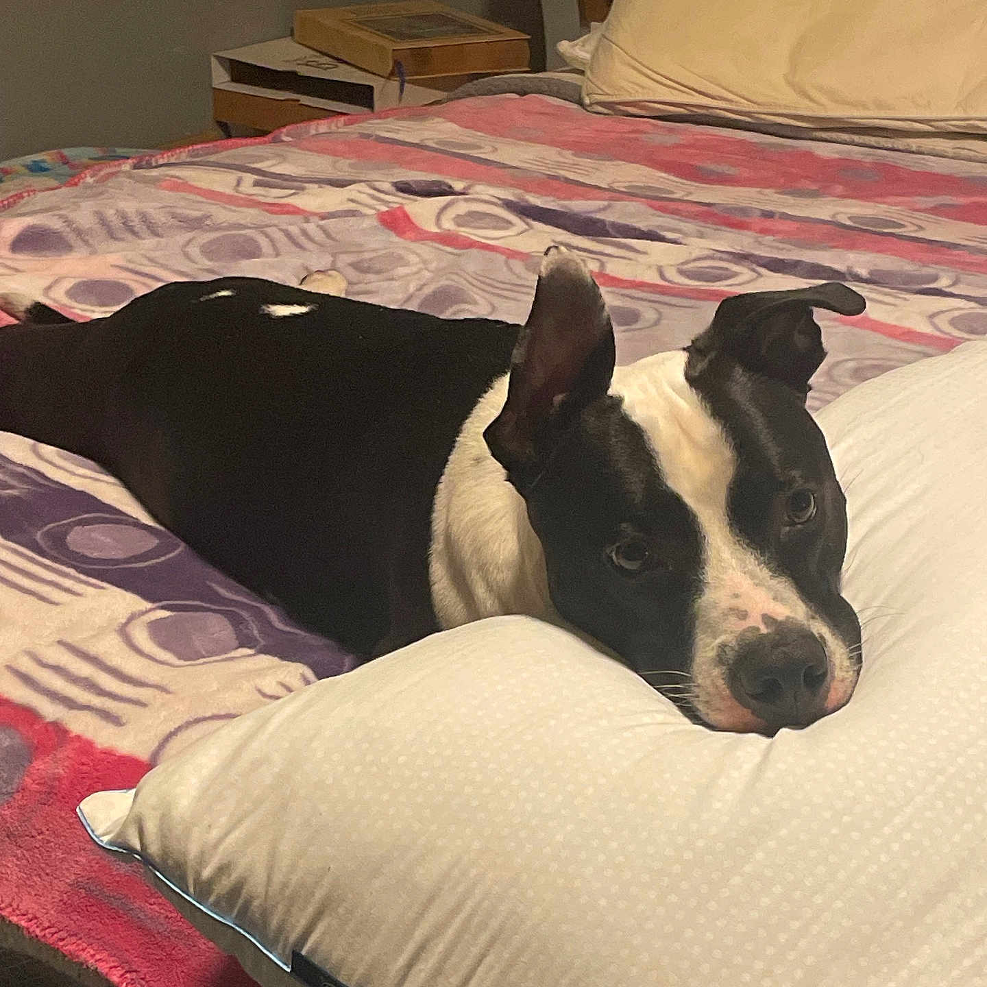 Milo