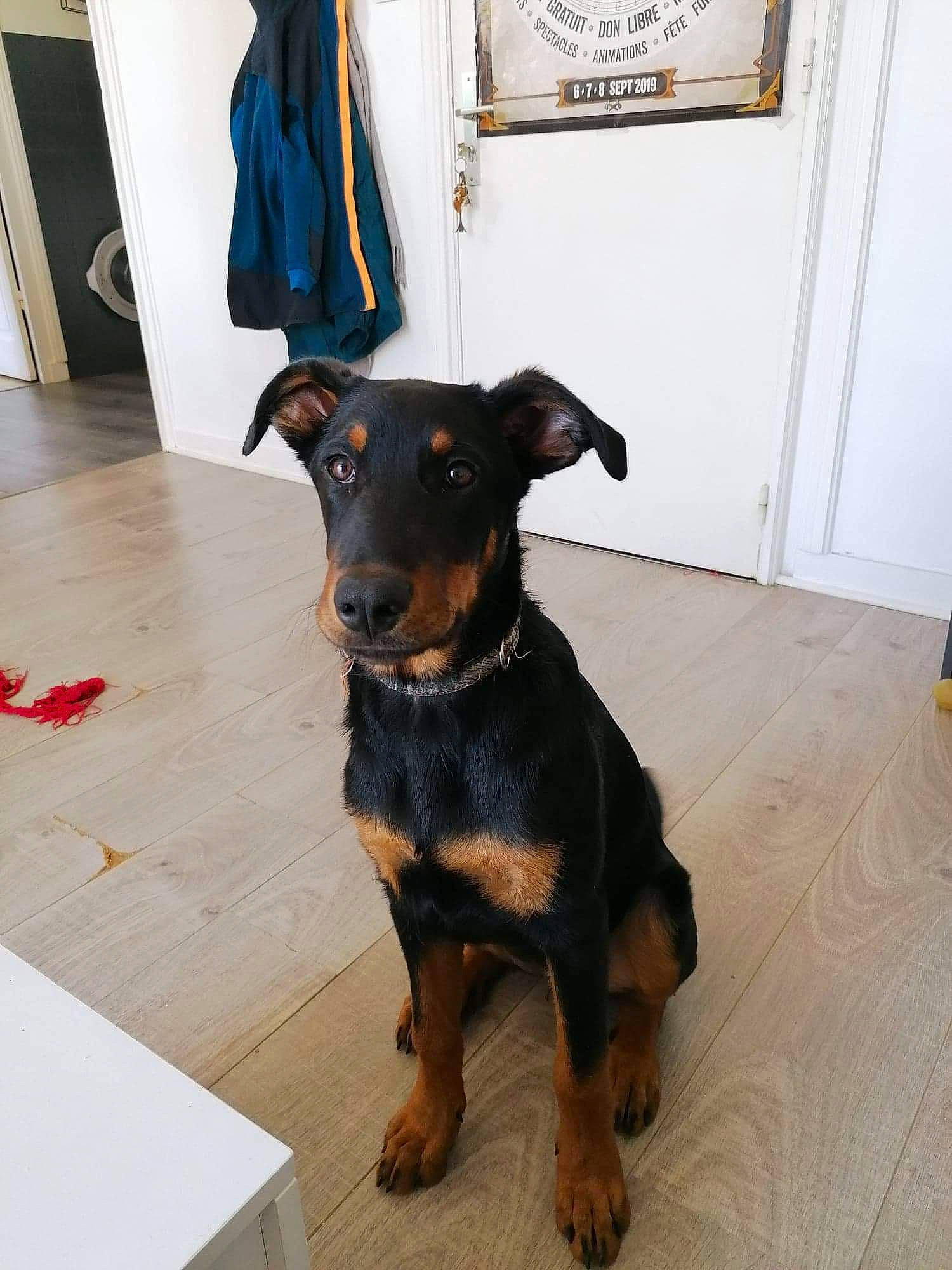 Pina a rejoint le concours — aidez-le/la à gagner de superbes lots ! beauceron, black_and_tan_terrier, canidae, carnivore, companion_dog, dog, dog_breed, ear, german_pinscher, guard_dog, huntaway, jagdterrier, mammal, manchester_terrier, miniature_pinscher, pinscher, puppy, rare_breed_dog, snout, sporting_group