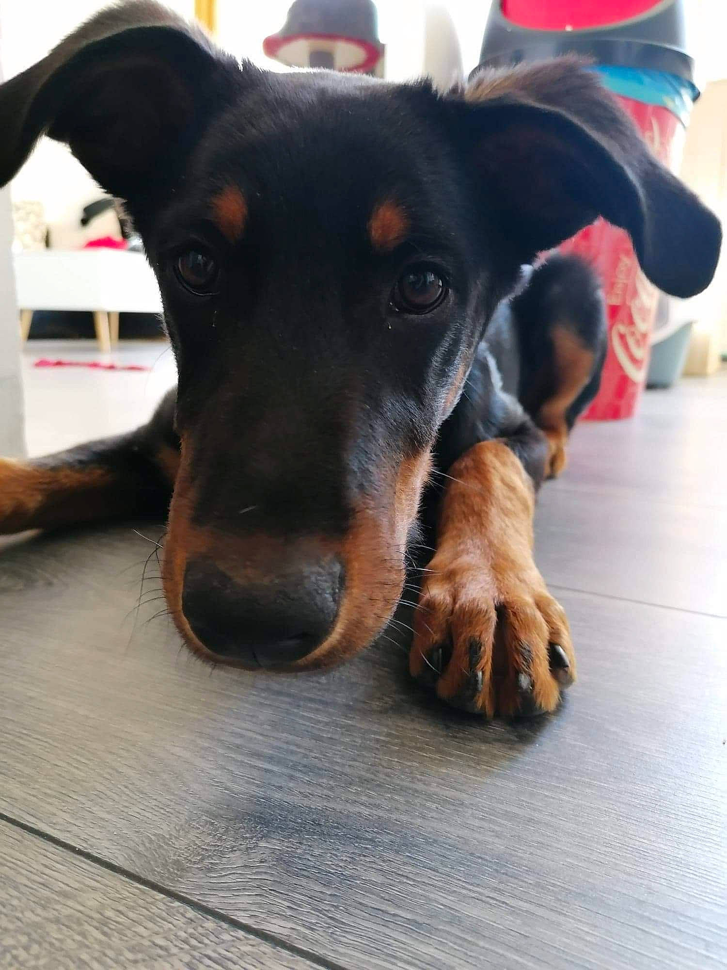 Pina a rejoint le concours — aidez-le/la à gagner de superbes lots ! beauceron, canidae, carnivore, dobermann, dog, dog_breed, ear, german_pinscher, guard_dog, huntaway, mammal, manchester_terrier, miniature_pinscher, nose, pinscher, rare_breed_dog, snout, sporting_group, toy_manchester_terrier, working_dog