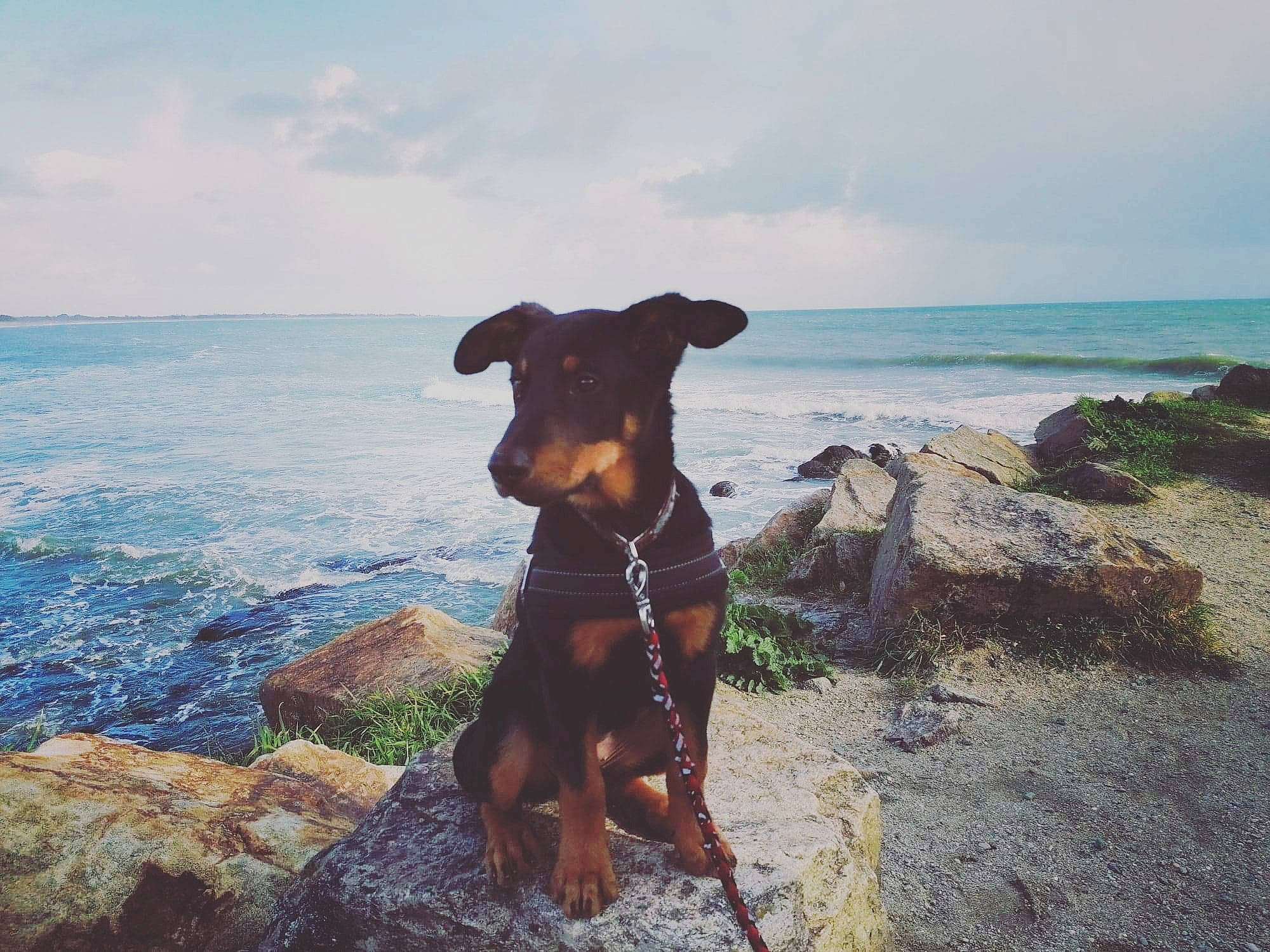 Pina a rejoint le concours — aidez-le/la à gagner de superbes lots ! airedale_terrier, canidae, carnivore, dobermann, dog, dog_breed, fawn, german_pinscher, guard_dog, hunting_dog, jagdterrier, mammal, pinscher, sporting_group, summer, terrier, vacation, working_dog