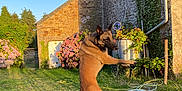 Rouzic participe au concours pour gagner de l'argent avec cette photo : dog, jumping, bubbles, garden, grass, stone_house, hydrangea, sunlight, outdoor, playful, pet, canine, nature, daylight, greenery, fence, plants, summer, fun, animal