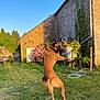 dog, jumping, bubbles, garden, grass, stone_house, hydrangea, sunlight, outdoor, playful, pet, canine, nature, daylight, greenery, fence, plants, summer, fun, animal