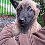 puppy, dog, close_up, brown_fur, outdoor, garden, fence, person_holding, jacket, cute, young_animal, pet, fur, face, ears, nose, eyes, nature, grass, tree
