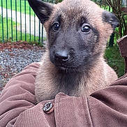 Rouzic participe au concours pour gagner de l'argent avec cette photo : puppy, dog, close_up, brown_fur, outdoor, garden, fence, person_holding, jacket, cute, young_animal, pet, fur, face, ears, nose, eyes, nature, grass, tree
