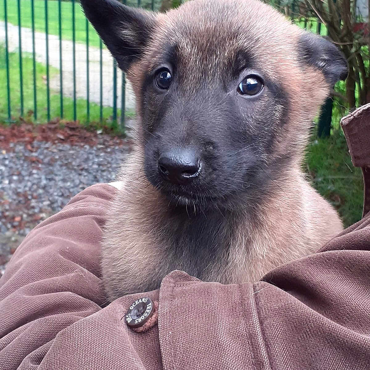 Rouzic participe au concours pour gagner de l'argent avec cette photo : brown_fur, close_up, cute, dog, ears, eyes, face, fence, fur, garden, grass, jacket, nature, nose, outdoor, person_holding, pet, puppy, tree, young_animal