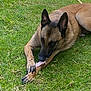 dog, belgian_malinois, grass, outdoor, animal, pet, canine, chewing, bone, laying_down, brown_fur, ears_up, focused, nature, daylight, muzzle, paw, snout, resting, close_up