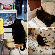 Lucky joined the competition — help win amazing prizes! black_cat, blanket, cat, chair, couch, cozy, curious, domestic, feline, furniture, holiday_decor, indoor, kitchen, living_room, lying_down, pet, pillow, reclining, relaxed, sitting