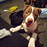 puppy, dog, indoor, carpet, mop, playful, pet, brown_and_white, tail, tongue_out, clutter, floor, paw, young_dog, excited, pet_owner, room, household, furniture, happy
