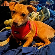 Toby joined the competition — help win amazing prizes! animal, bedroom, blanket, blue_blanket, canine, comfort, cozy, dog, domestic, ears, fur, household, indoor, mammal, paws, pet, red_harness, relaxed, resting, snout