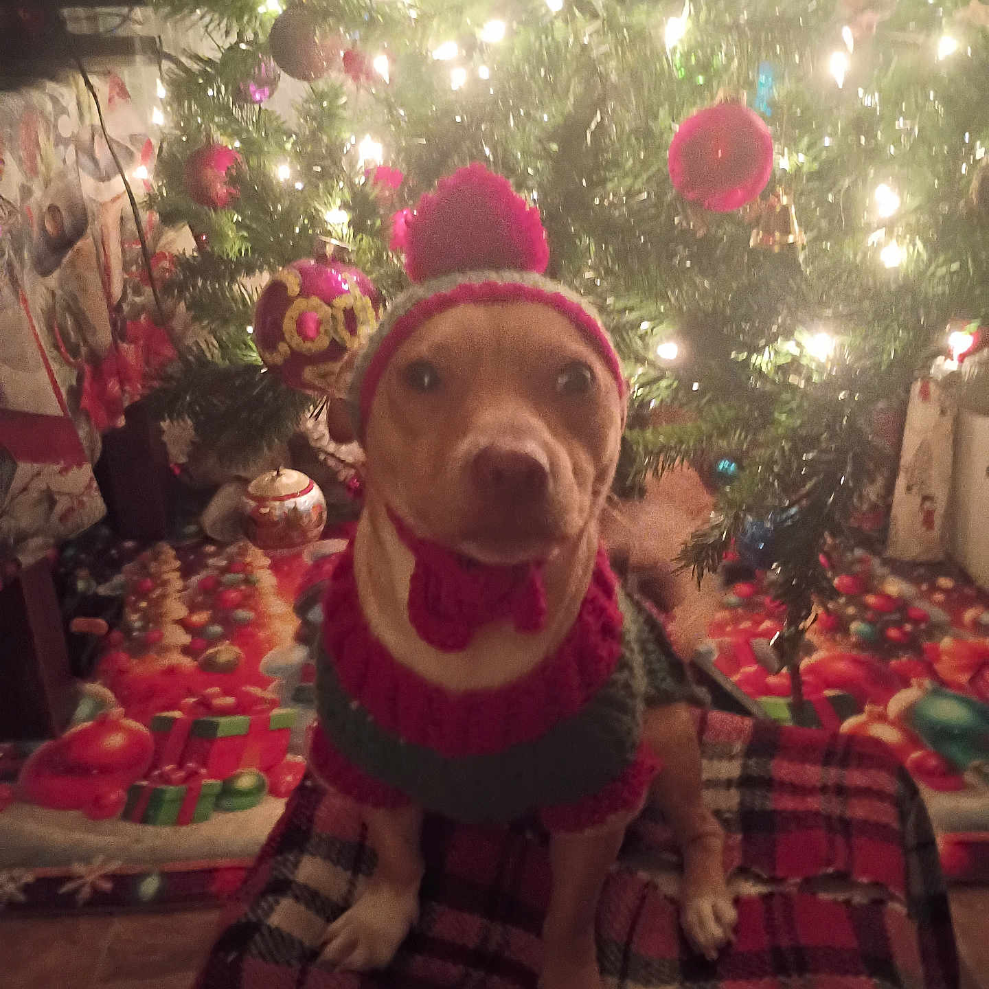 Toby is registered to the contest to win money with this photo: animal, brown_dog, celebration, christmas, christmas_tree, cute, decorations, dog, festive_clothing, holiday, indoor, knitted_hat, knitted_sweater, lights, ornaments, pet, plaid_blanket, portrait, seasonal, winter