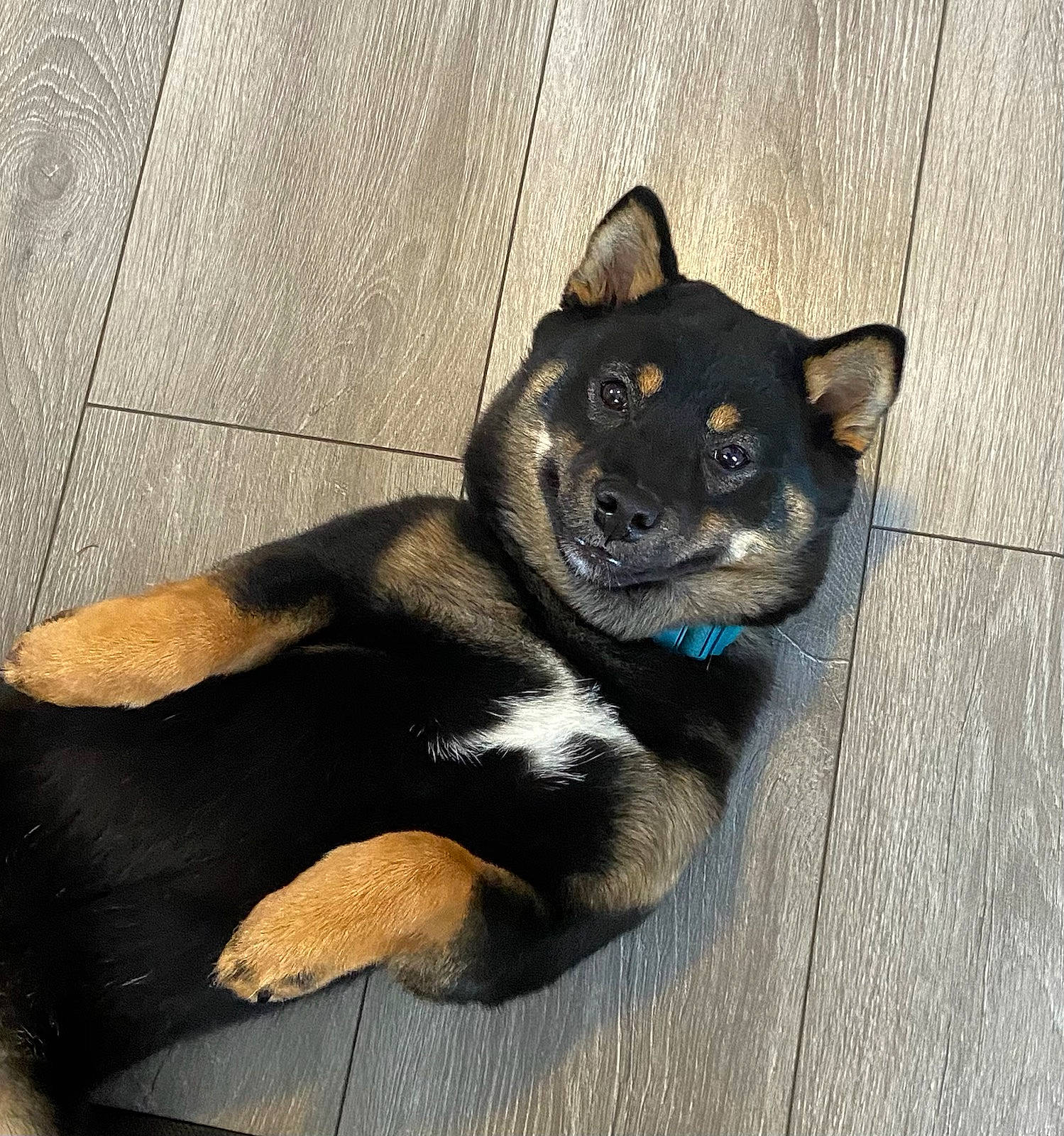 Scooby is registered to the contest to win money with this photo: art, canidae, carnivore, companion_dog, dog, dog_breed, eye, fawn, foot, grey, non_sporting_group, paw, sitting, snout, sporting_group, tail, terrestrial_animal, whiskers, working_animal, working_dog