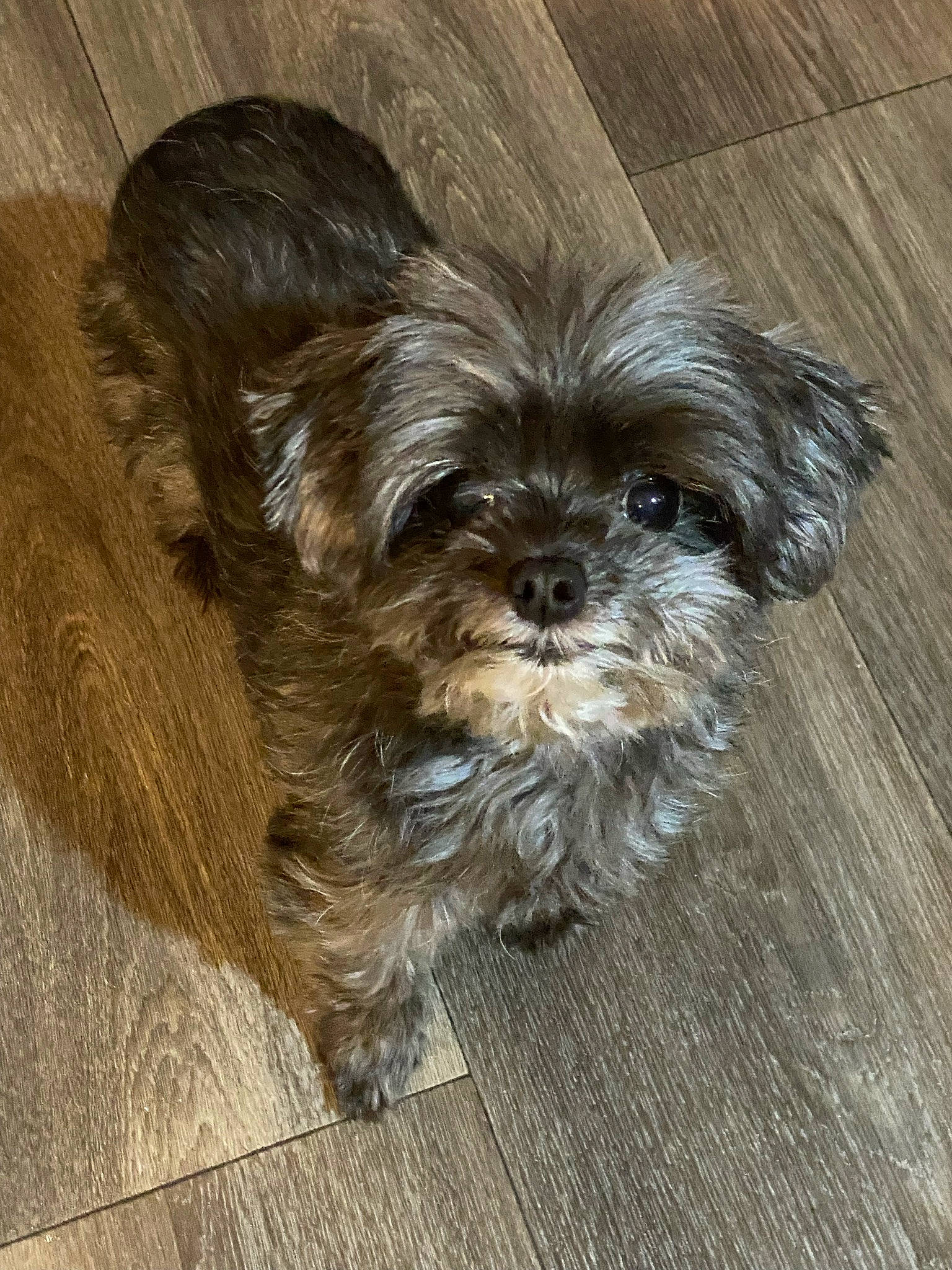 Princess is registered to the contest to win money with this photo: canidae, carnivore, companion_dog, dog, dog_breed, fur, hardwood, liver, maltepoo, non_sporting_group, puppy, shih_tzu, small_terrier, snout, sporting_group, terrestrial_animal, terrier, toy_dog, wood, working_animal