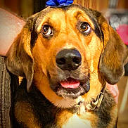 Hoss joined the competition — help win amazing prizes! dog, pet, blue_bow, indoor, close_up, brown_fur, black_fur, white_chest, collar, ears, face, tongue, expression, animal, canine, domestic, furry, cute, portrait, household