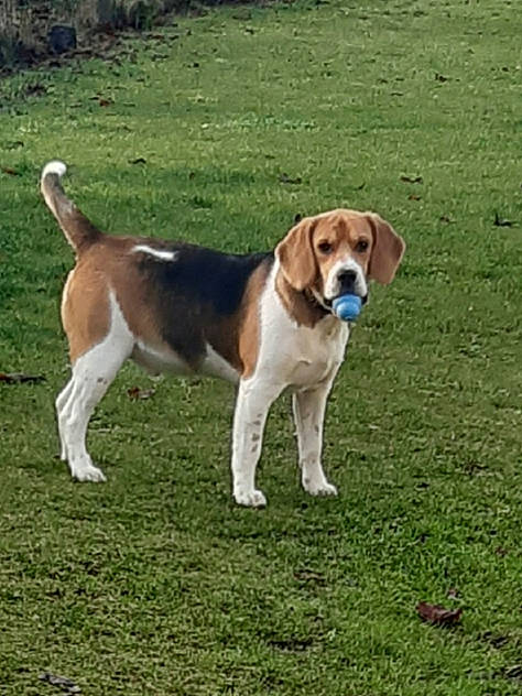 Paco participe au concours pour gagner de l'argent avec cette photo : american_foxhound, beagle, beagle_harrier, canidae, carnivore, companion_dog, dog, dog_breed, english_foxhound, estonian_hound, finnish_hound, grand_anglo_francais_tricolore, hamiltonstovare, harrier, hound, mammal, pocket_beagle, serbian_tricolour_hound, treeing_walker_coonhound, vertebrate