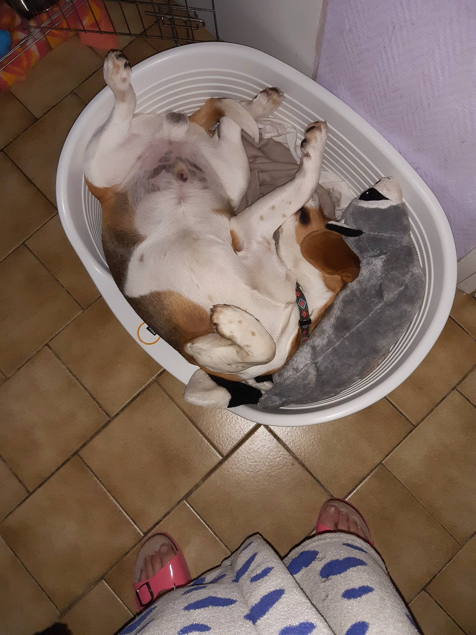 Paco a rejoint le concours — aidez-le/la à gagner de superbes lots ! canidae, carnivore, companion_dog, dog, dog_breed, fawn, sporting_group