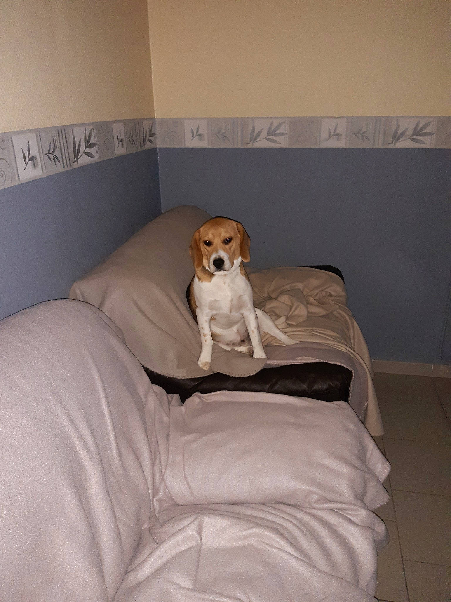 Paco participe au concours pour gagner de l'argent avec cette photo : canidae, carnivore, comfort, companion_dog, dog, dog_breed, fawn, floor, furniture, room, slipcover, sporting_group