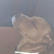 Atlas participe au concours pour gagner de l'argent avec cette photo : animal, blurred, brown_fur, closeup, collar, companion, cute, dog, domestic_animal, house_pet, indoor, low_light, mammal, pacifier, pet, quiet, reflective, resting, side_view, sleepy