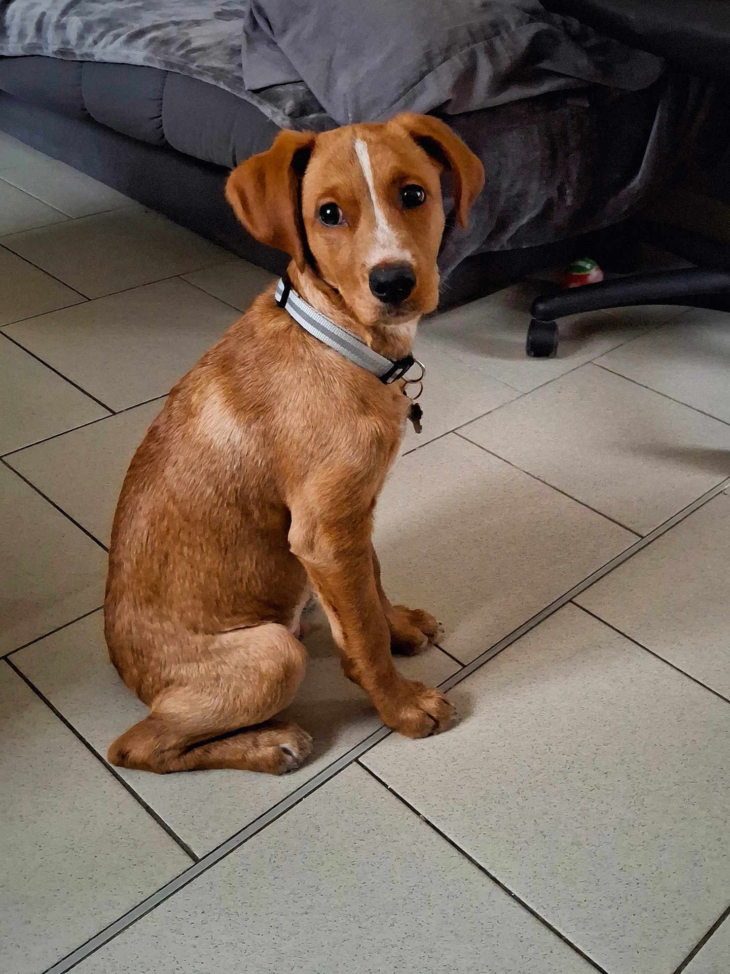 Atlas participe au concours pour gagner de l'argent avec cette photo : animal, blanket, brown_dog, canine, collar, cute, dog, domestic_animal, floor, floor_tiles, furniture, household, indoor, living_room, looking_at_camera, pet, puppy, sitting, tile_floor, young_dog
