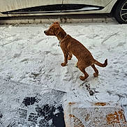 Atlas participe au concours pour gagner de l'argent avec cette photo : animal, brown_dog, canine, car, cold, collar, curious, dirty_car, dog, footprints, fur, mat, outdoor, paw_prints, pet, road, side_view, snow, vehicle, winter