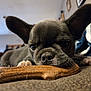 dog, puppy, french_bulldog, close_up, indoor, chew_toy, lying_down, ears, nose, face, pet, animal, cute, curious, whiskers, furniture, carpet, domestic, canine, young