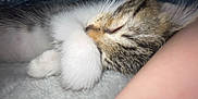 Skelter is registered to the contest to win money with this photo: kitten, sleeping, paw, close_up, tabby, furry, whiskers, soft, blanket, resting, cute, pet, animal, indoor, cozy, fur, nap, peaceful, young, domestic_cat