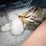 kitten, sleeping, paw, close_up, tabby, furry, whiskers, soft, blanket, resting, cute, pet, animal, indoor, cozy, fur, nap, peaceful, young, domestic_cat