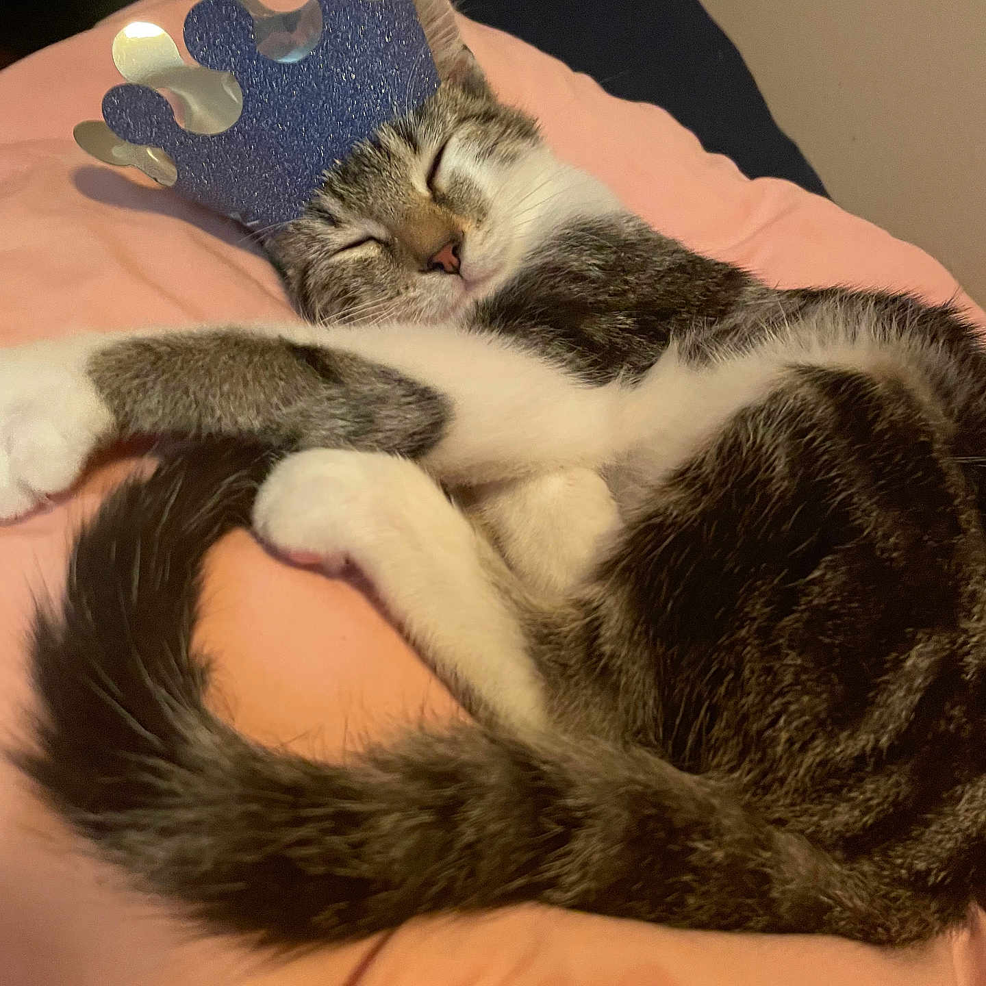 Skelter joined the competition — help win amazing prizes! adorable, animal, cat, cozy, crown, cute, cute_pet, domestic_cat, feline, fur, indoor, pet, pink_blanket, relaxed, resting, sleeping, soft, striped_fur, tail, white_paws