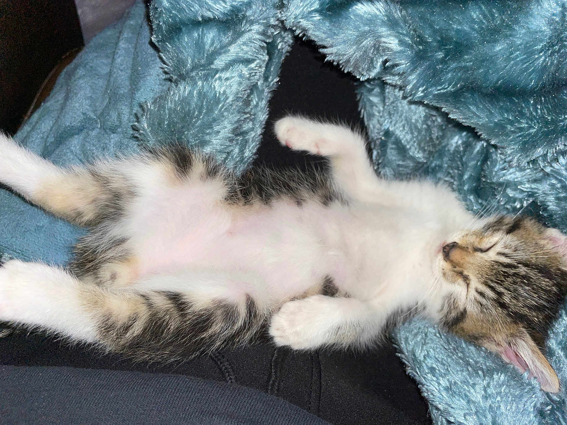 Skelter is registered to the contest to win money with this photo: kitten, sleeping, cat, fluffy_blanket, cozy, paw, fur, resting, pet, animal, cute, domestic_cat, soft, relaxation, indoor, small, tabby, white_fur, pink_nose, peaceful