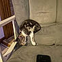 Skelter is registered to the contest to win money with this photo: animal, cat, couch, cozy, domestic, furniture, gray, household, indoor, kitten, mobile_phone, pet, relaxed, resting, sleeping, small, soft, tabby, white, young