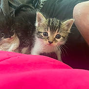 Skelter joined the competition — help win amazing prizes! kitten, cat, animal, pet, cute, fur, whiskers, eyes, indoor, blanket, pink, soft, young, small, companion, resting, curious, feline, domestic, cozy