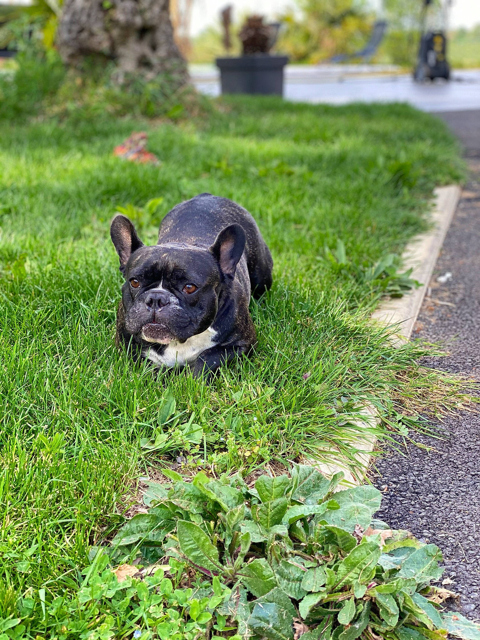 Nenette a rejoint le concours — aidez-le/la à gagner de superbes lots ! bulldog, canidae, carnivore, companion_dog, dog, dog_breed, fawn, french_bulldog, grass, lawn, non_sporting_group, plant, puppy, snout, tail