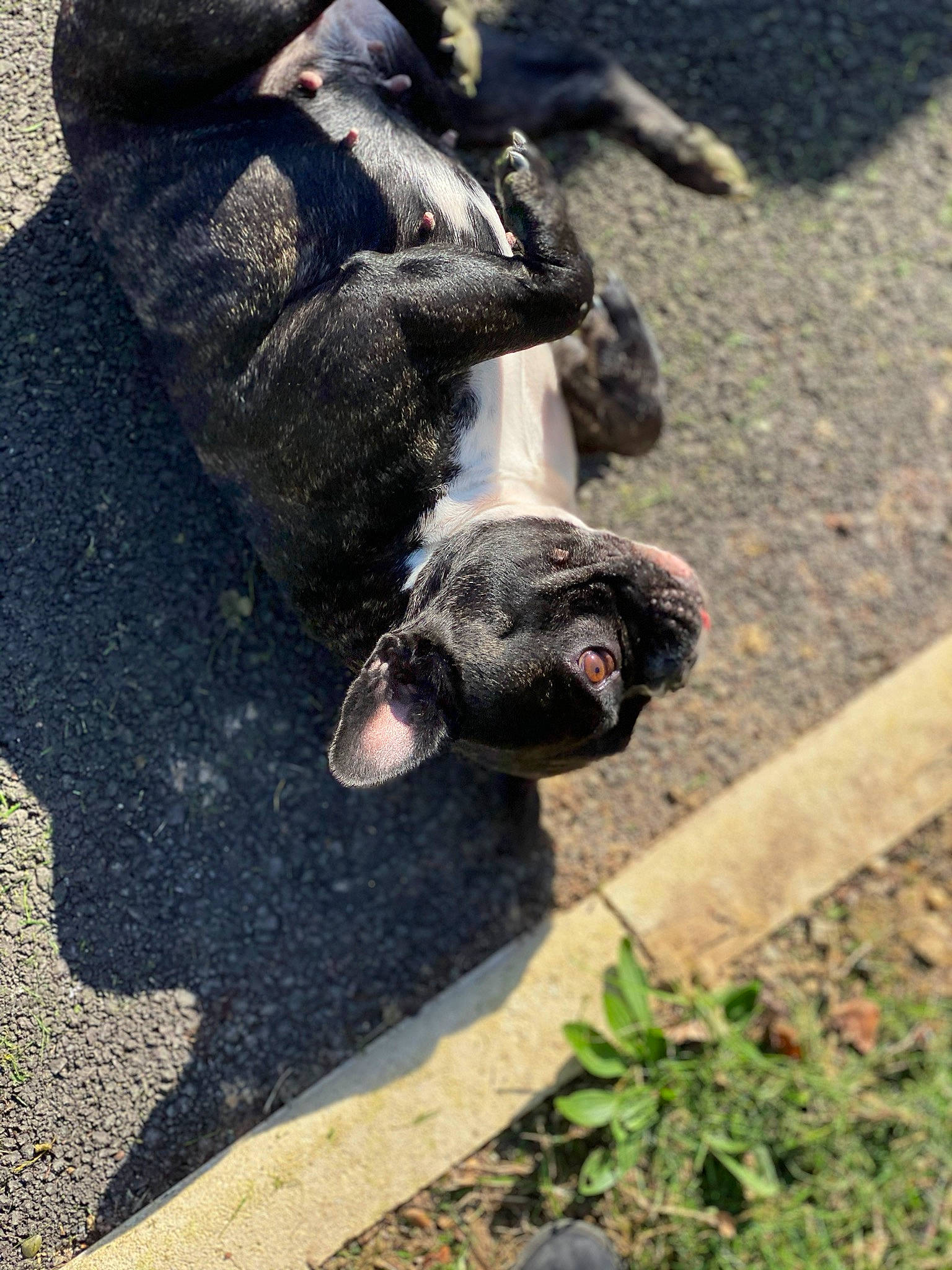 Nenette a rejoint le concours — aidez-le/la à gagner de superbes lots ! canidae, common_chimpanzee, dog_breed, non_sporting_group, organism, primate, snout, sporting_group, zoo