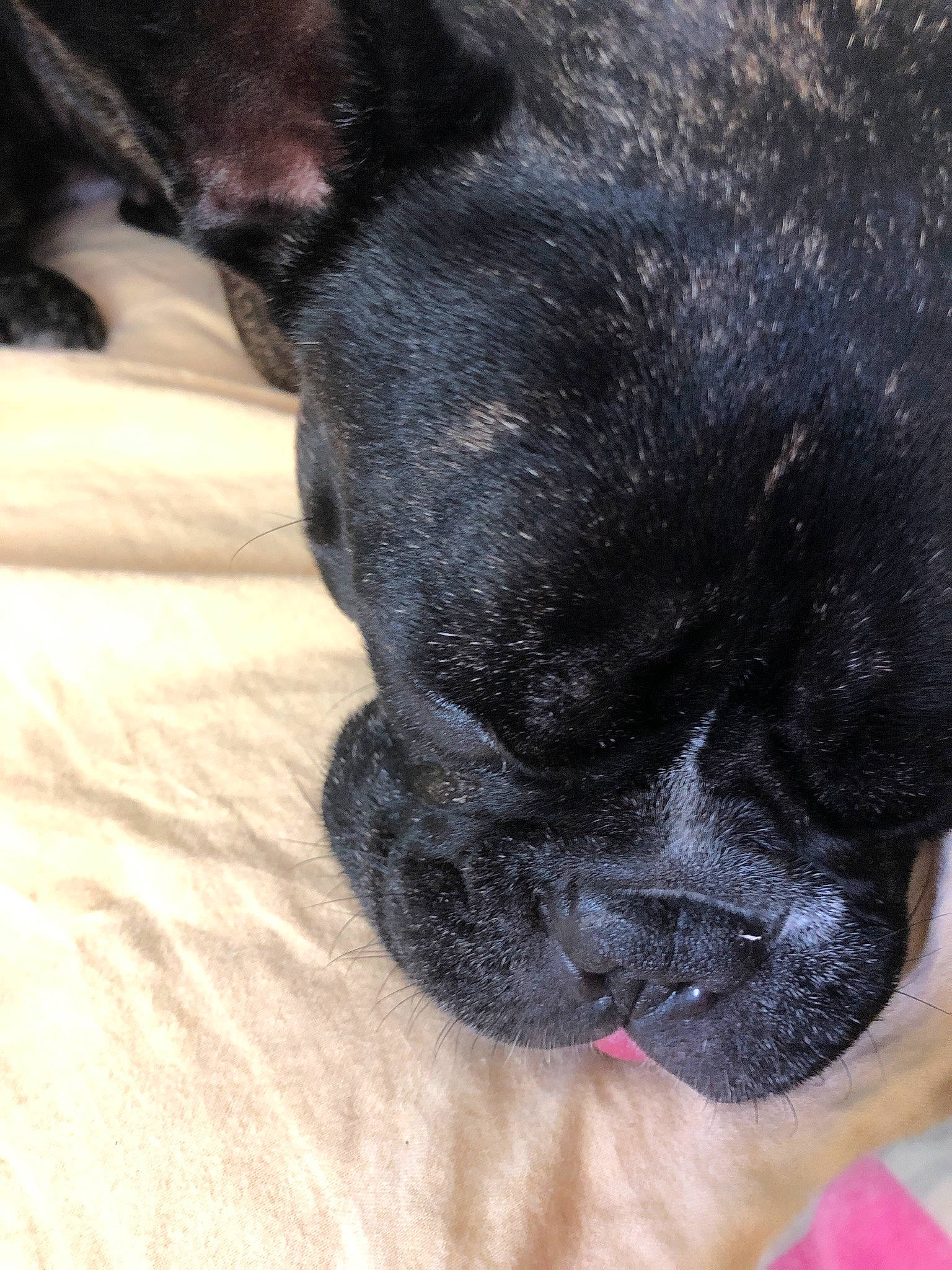 Nenette participe au concours pour gagner de l'argent avec cette photo : black, bullmastiff, canidae, carnivore, companion_dog, dog, dog_breed, fawn, french_bulldog, mammal, non_sporting_group, pug, puppy, skin, snout, sporting_group, vertebrate