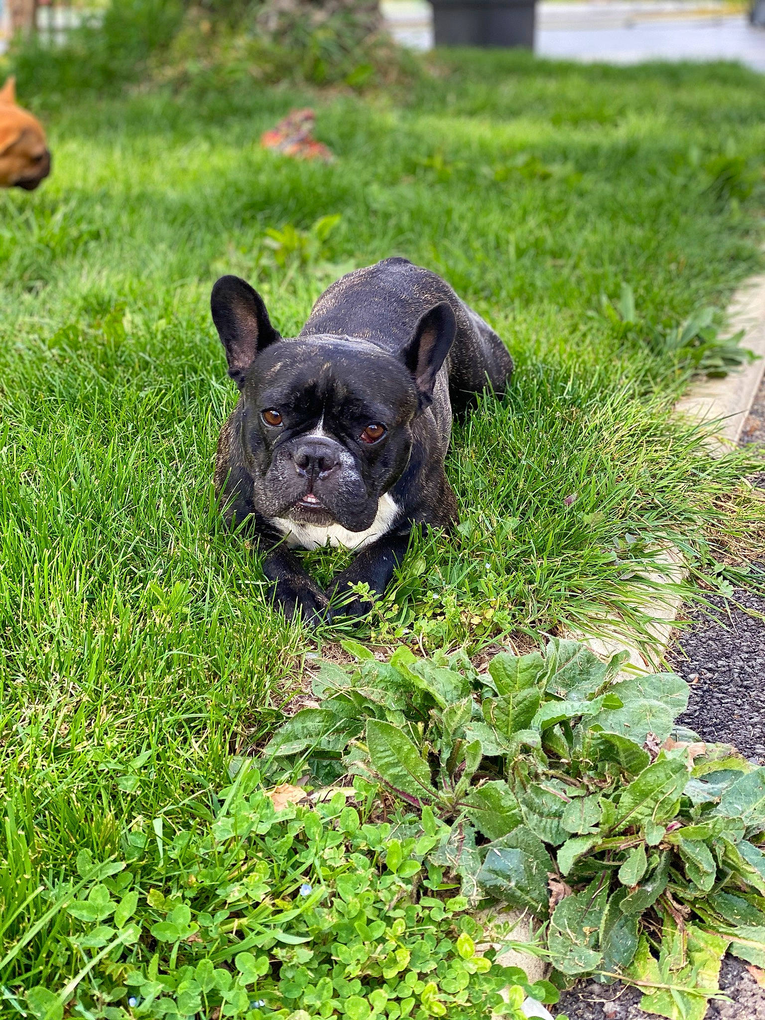 Nenette participe au concours pour gagner de l'argent avec cette photo : bulldog, canidae, carnivore, companion_dog, dog, dog_breed, fawn, french_bulldog, grass, lawn, mammal, non_sporting_group, plant, snout, sporting_group