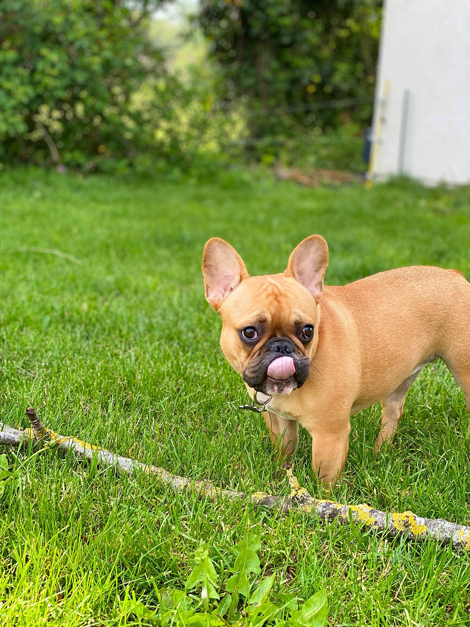 Pooky a rejoint le concours — aidez-le/la à gagner de superbes lots ! bulldog, canidae, carnivore, companion_dog, dog, dog_breed, fawn, french_bulldog, grass, mammal, non_sporting_group, plant, puppy, snout, toy_bulldog, vertebrate