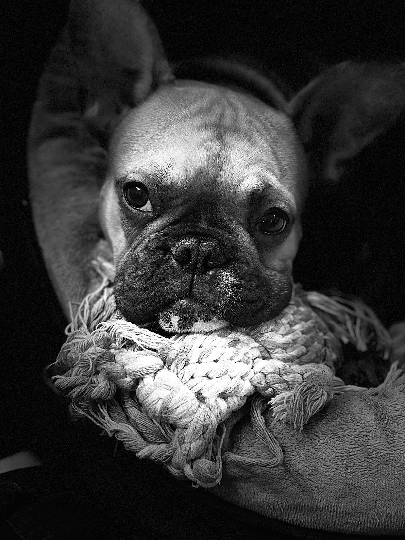 Pooky a rejoint le concours — aidez-le/la à gagner de superbes lots ! black_and_white, bulldog, canidae, carnivore, companion_dog, dog, dog_breed, eye, fawn, french_bulldog, mammal, molosser, non_sporting_group, photography, pug, puppy, skin, snout, whiskers, wrinkle