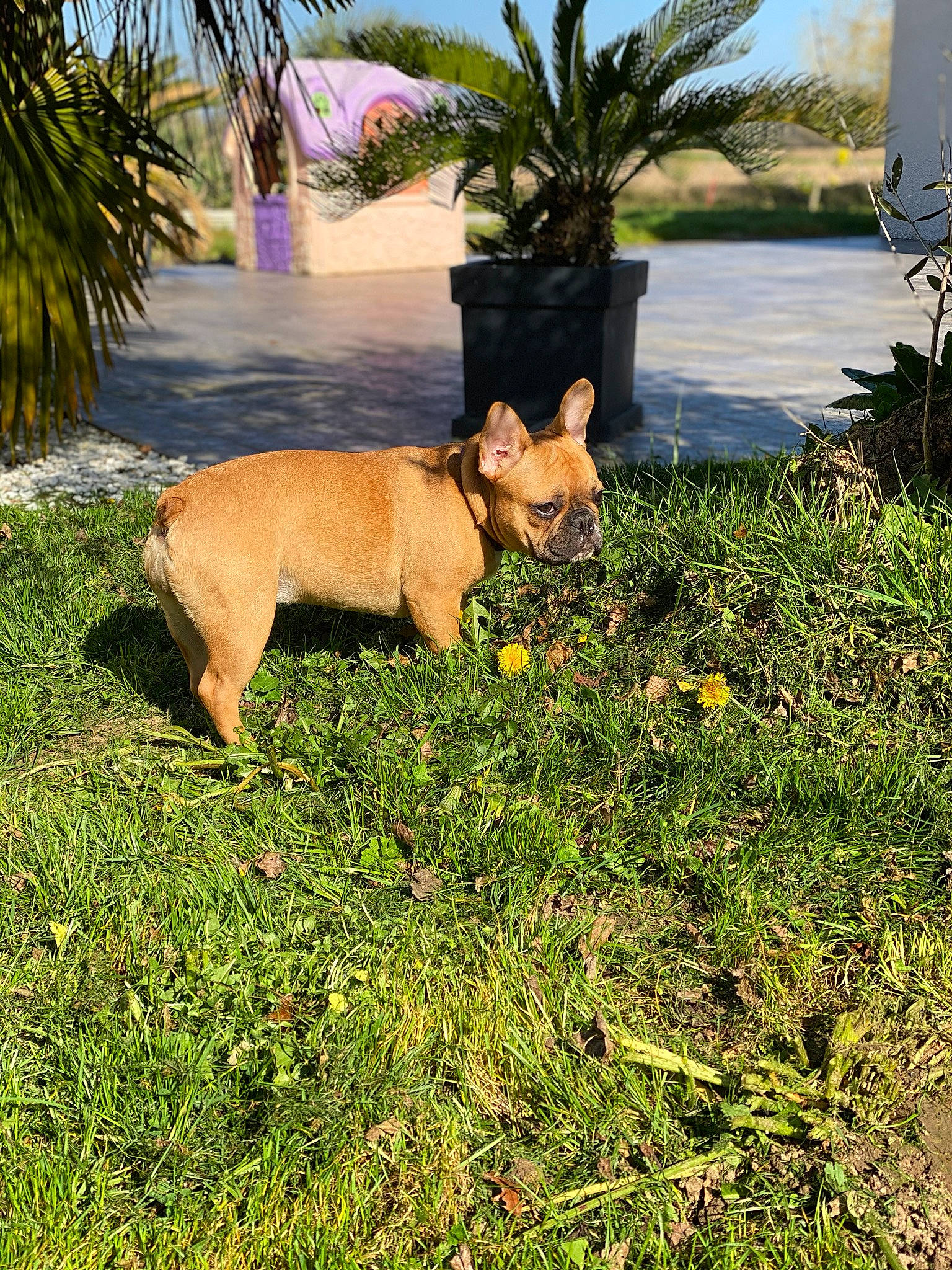 Pooky a rejoint le concours — aidez-le/la à gagner de superbes lots ! canidae, carnivore, companion_dog, dog, dog_breed, fawn, grass, lawn, non_sporting_group, plant, puppy, shrub, tree, vacation