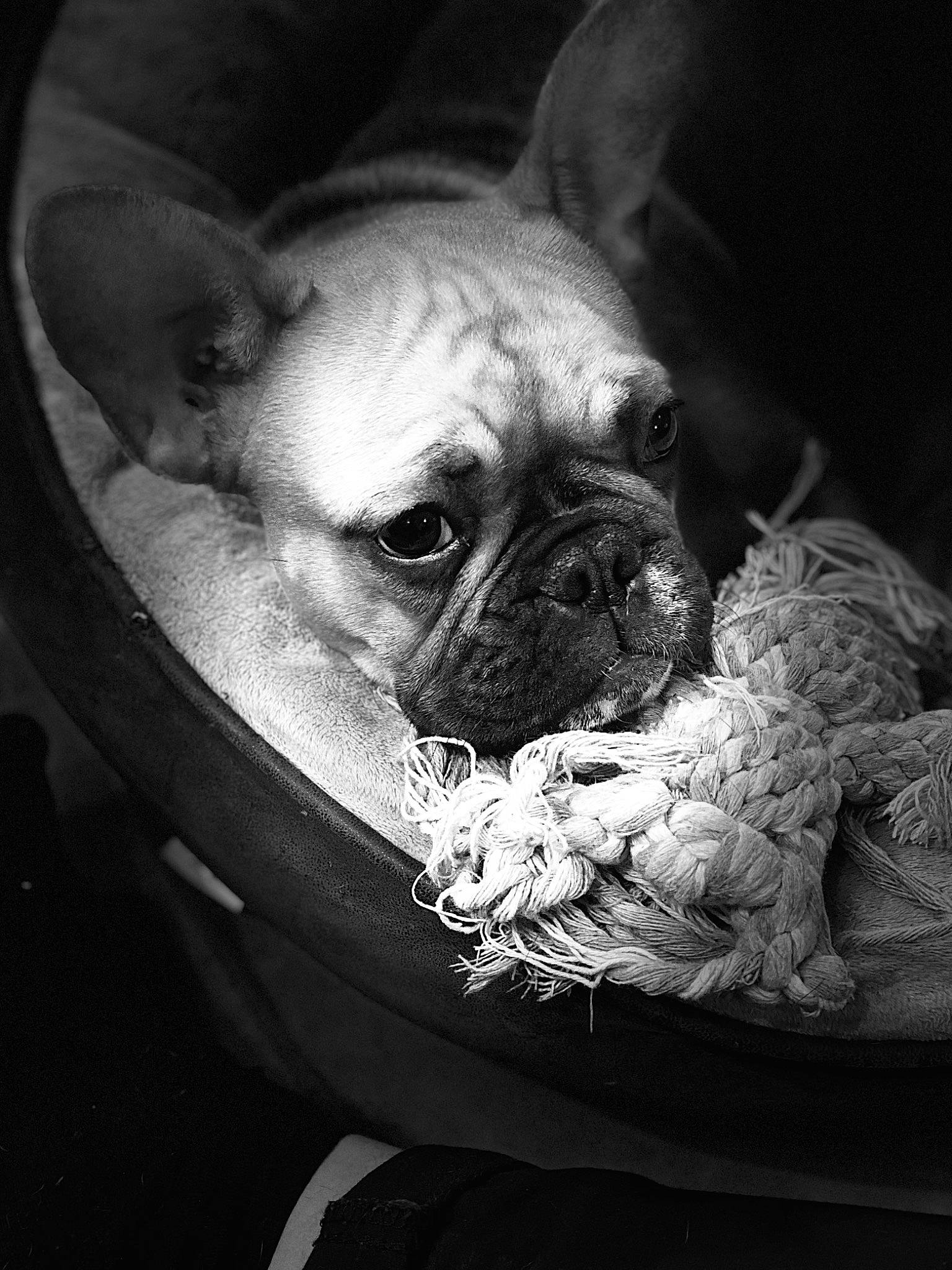 Pooky a rejoint le concours — aidez-le/la à gagner de superbes lots ! black_and_white, boston_terrier, bulldog, canidae, carnivore, companion_dog, dog, dog_breed, ear, fawn, french_bulldog, monochrome, non_sporting_group, photography, puppy, snout, toy_bulldog