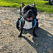 Dior Gutierrez joined the competition — help win amazing prizes! animal, canine, car, cute, daylight, disability, dog, four_legs, french_bulldog, grass, gravel, happy, harness, nature, outdoor, pet, smiling, sunny, wheelchair, wheelchair_dog