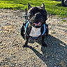 animal, canine, car, cute, daylight, disability, dog, four_legs, french_bulldog, grass, gravel, happy, harness, nature, outdoor, pet, smiling, sunny, wheelchair, wheelchair_dog