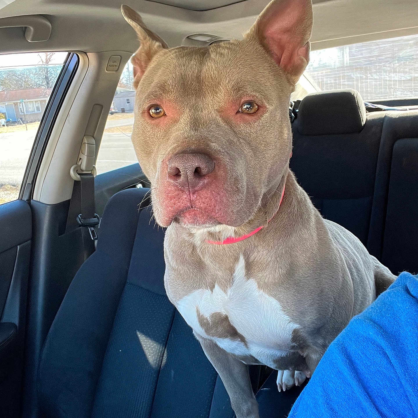 Stella is registered to the contest to win money with this photo: accessories, animal, baby, belt, bulldog, canine, car, car_interior, carseat, cushion, dog, headrest, homedecor, person, pet, pitbull, pointer, puppy, transportation, vehicle
