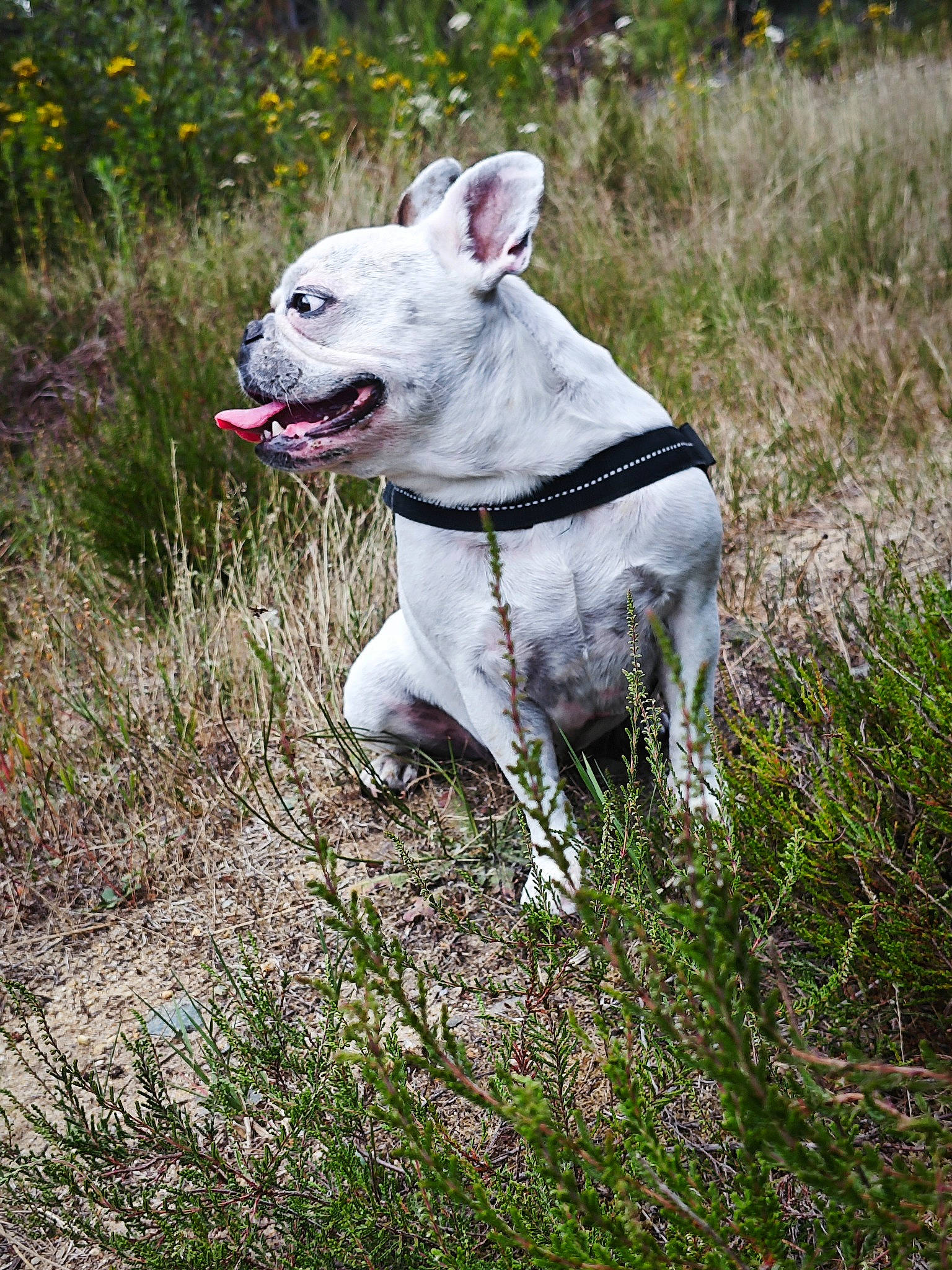 Gaby a rejoint le concours — aidez-le/la à gagner de superbes lots ! bull_and_terrier, bull_terrier, canidae, carnivore, collar, companion_dog, dog, dog_breed, dog_collar, fawn, grass, livestock, plant, snout, sporting_group, tail, terrestrial_animal, terrier, whiskers, working_animal