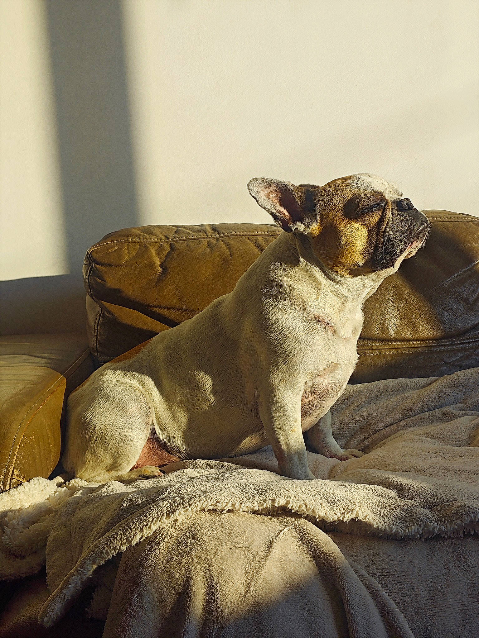 Gaby participe au concours pour gagner de l'argent avec cette photo : bored, canidae, carnivore, comfort, companion_dog, dog, dog_breed, ear, fur, linens, liver, paw, snout, sporting_group, terrestrial_animal, toy_dog, whiskers, wood, working_animal, wrinkle