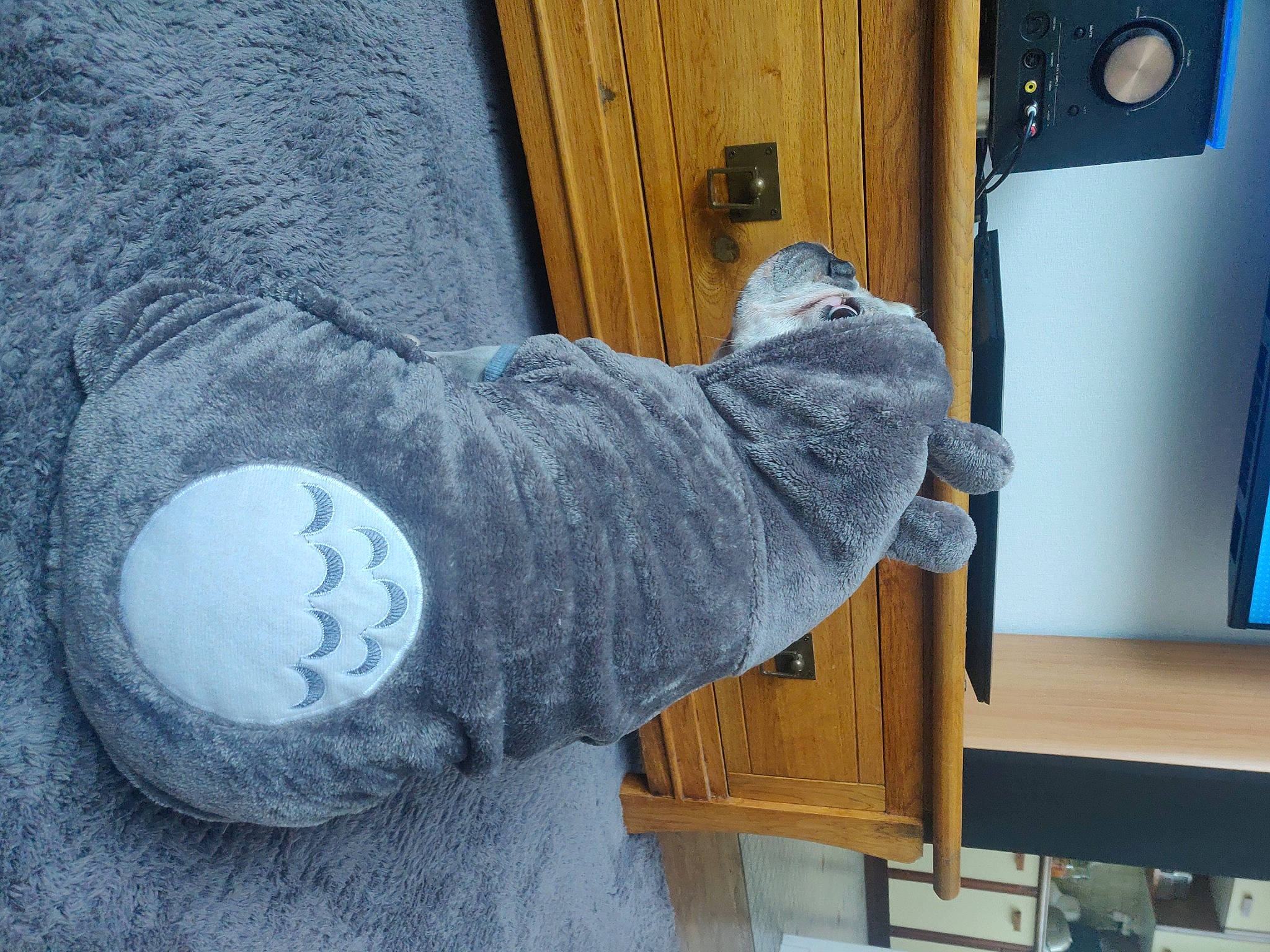 Gaby participe au concours pour gagner de l'argent avec cette photo : art, azure, blue, comfort, denim, door, door_handle, elbow, electric_blue, flooring, foot, fur, grey, hardwood, human_leg, room, sitting, wood, wood_stain, wool