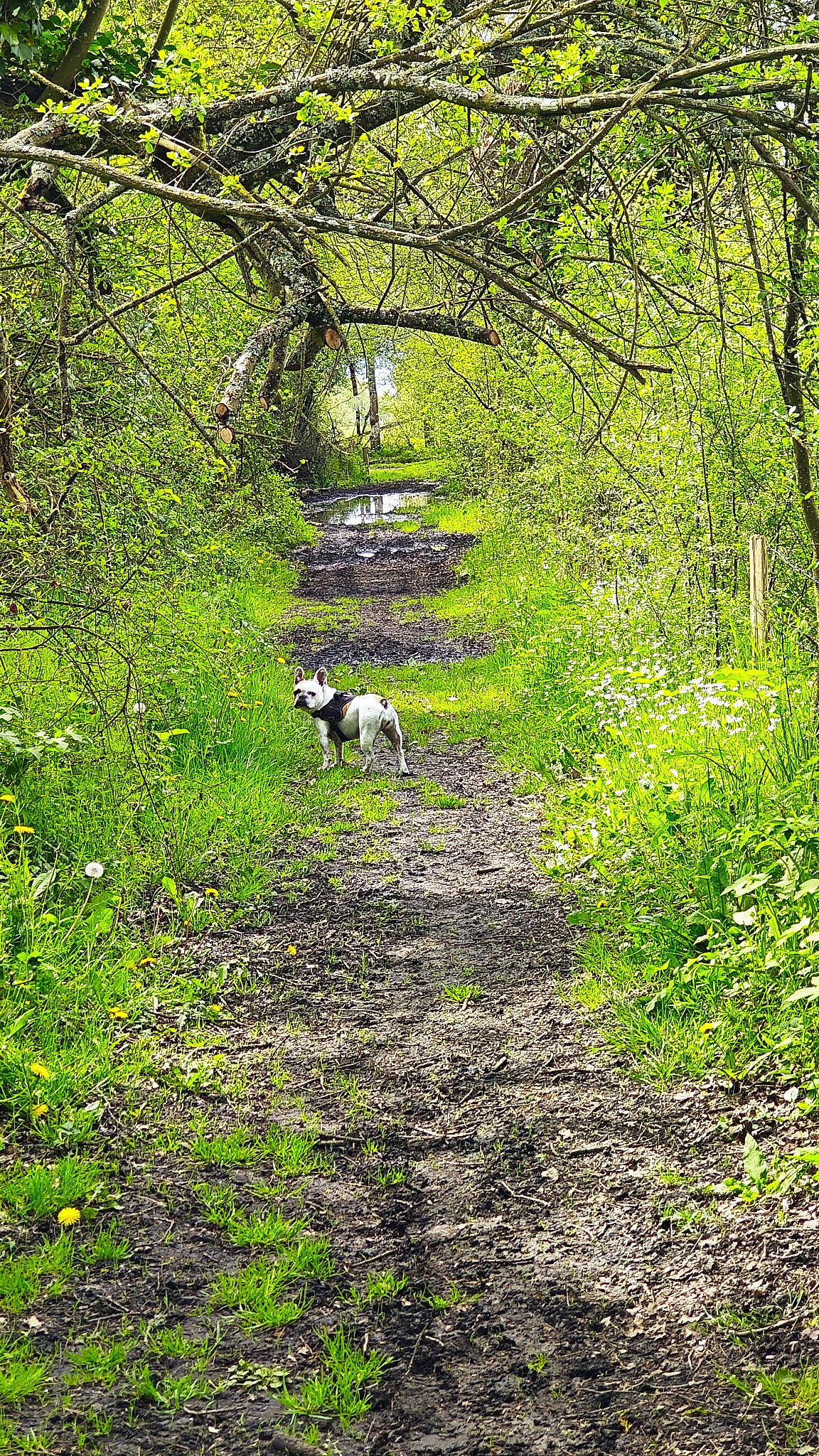 Gaby a rejoint le concours — aidez-le/la à gagner de superbes lots ! branch, carnivore, deciduous, dog, forest, grass, groundcover, landscape, natural_landscape, people_in_nature, plant, plant_community, shrub, temperate_broadleaf_and_mixed_forest, terrestrial_plant, tree, trunk, twig, wood, woodland