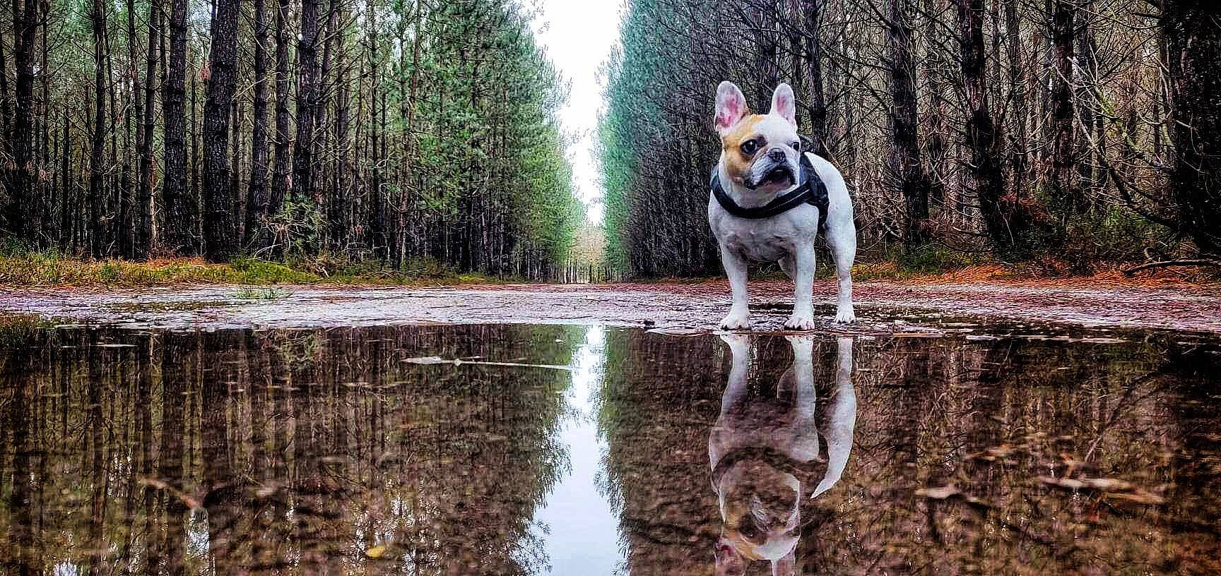 Gaby participe au concours pour gagner de l'argent avec cette photo : carnivore, companion_dog, dog, dog_breed, fawn, forest, grass, natural_landscape, plant, recreation, reflection, sky, tail, tree, trunk, water, wetland, wildlife, wood, woodland
